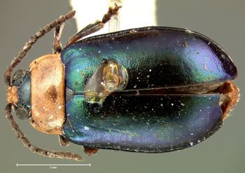 Media type: image; Entomology 19099   Aspect: habitus dorsal view